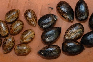 [castor-oil-plant-seeds033.jpg]