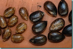 castor-oil-plant-seeds03