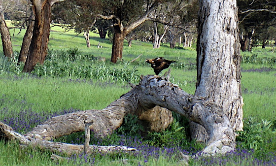 Eagle in Kenny