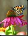 Butterfly-echinacea-small