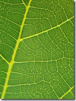 fig_leaf