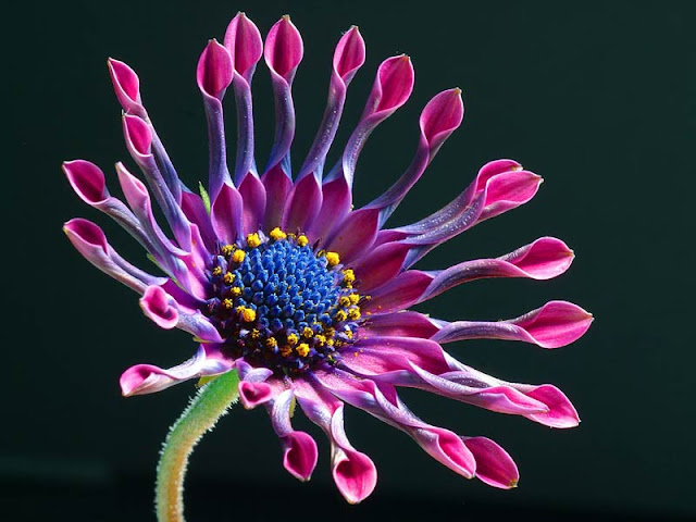 flowers-22-BeautifulFreePictures.jpg