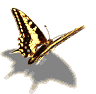 papillons-74.png