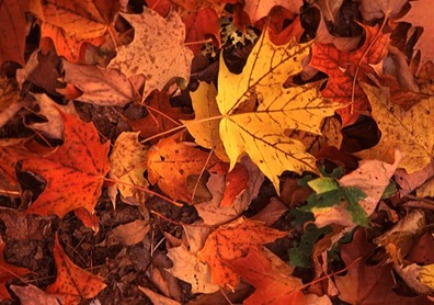 tree fall-leaves