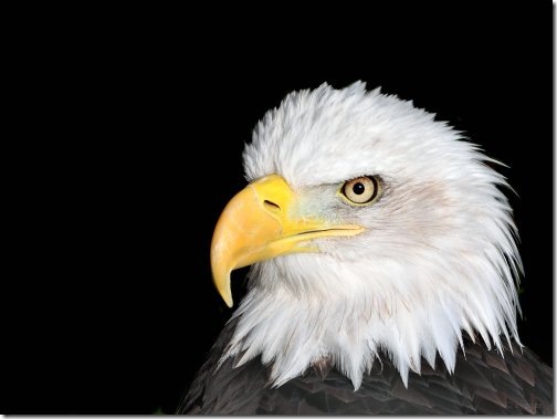 Wallpaper Of Eagle. hairstyles Eagle Wallpapers