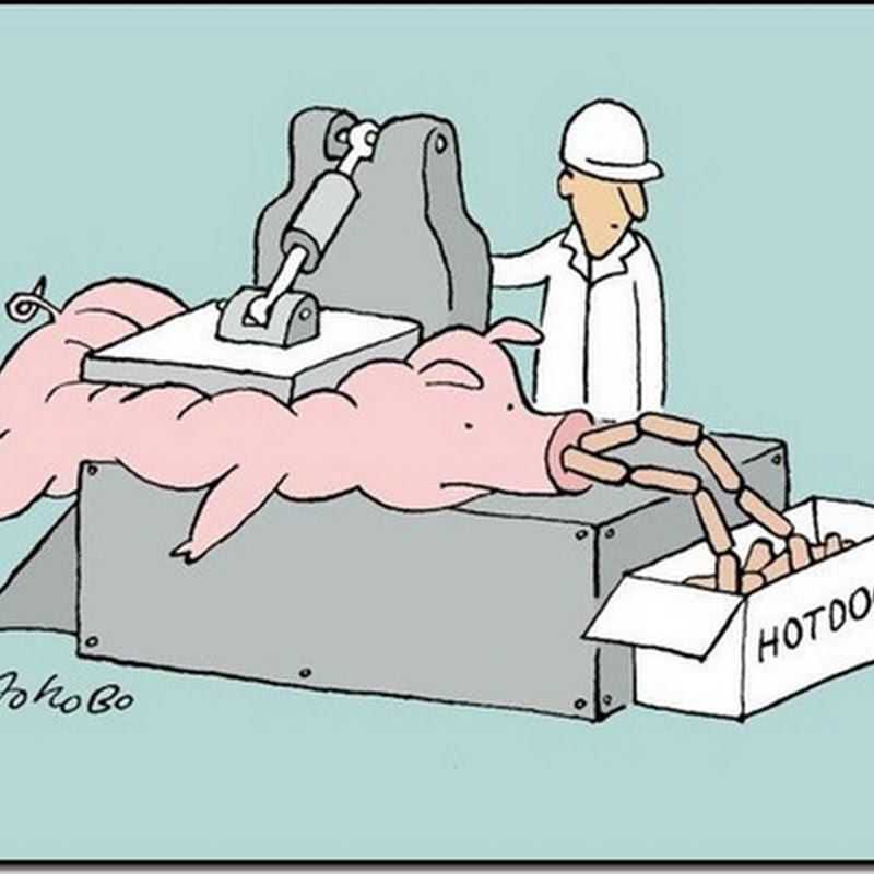 humor gráfico:  Así se fabrican los hot dogs