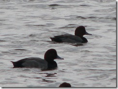 5158 Redhead Ducks along Nature Walk South Padre Island Texas