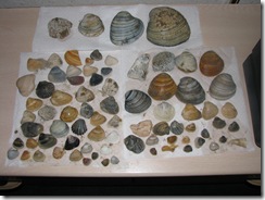 5243 Sea Shells South Padre Island Texas