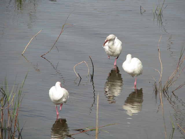 [5403 Great Egrets on Nature Walk South Padre Island Texas[2].jpg]