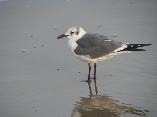 [5562 Seagull at Waters Edge South Padre Island Texas[2].jpg]