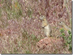 1303 Prairie Dogs at Ames Monument WY