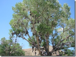 2494 Loneliest Road - Lincoln Highway Shoe Tree between Austin & Fallon NV