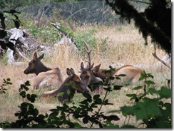 3772 Elk between Orick & Klamath CA