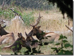 3774 Elk between Orick & Klamath CA