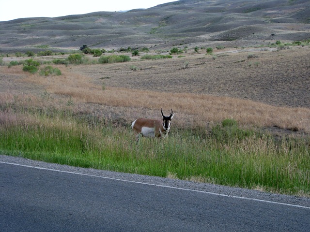 [5802 Pronghorn Antelope near Roosevelt Arch Yellowstone National Park[2].jpg]