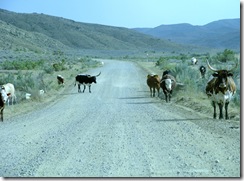 6107 Cattle on Elk Basin Road MT