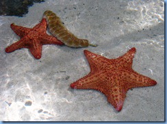 Star Fish & Sea Cucumbers
