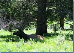 9291 Elk near South Rim Road YNP WY