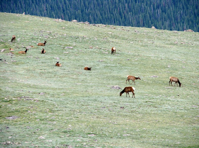 [8589 Mule Deer on US 34 EB through RMNP[2].jpg]