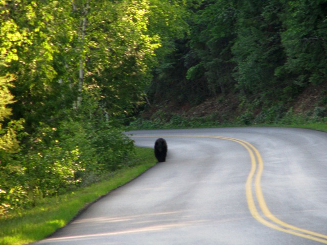 [9436 Black Bear Going To The Sun Road GNP MT[2].jpg]