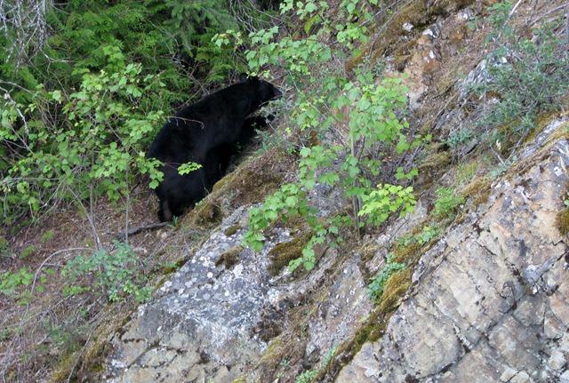 [9443 Black Bear Going To The Sun Road GNP MT[2].jpg]