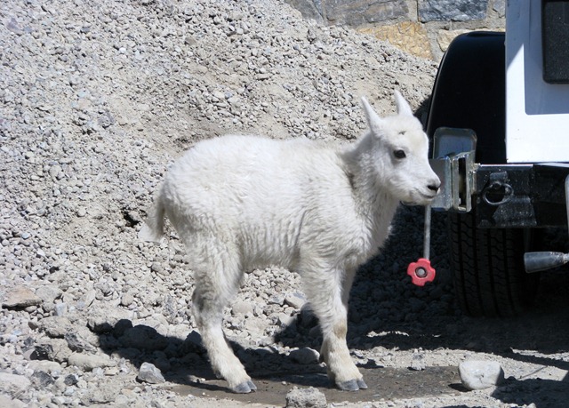 [9569 Mountain Goat Going To The Sun Road GNP MT[2].jpg]