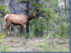 9922 Elk at Jasper National Park AB