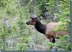 9938 Elk at  Jasper National Park AB