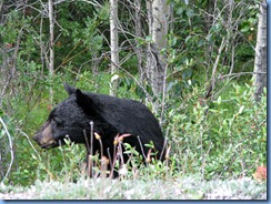 10038 Black Bear Jasper National Park AB