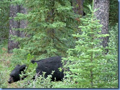 10050 Black Bear Jasper National Park AB