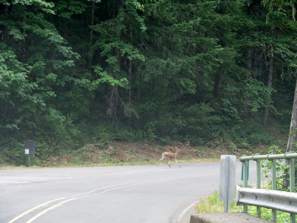 [1279 Black Tail Deer West Cascade Oregon Scenic Byway OR[3].jpg]