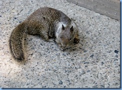 2383 California Ground Squirrel Cedar Grove Visitor Center CA