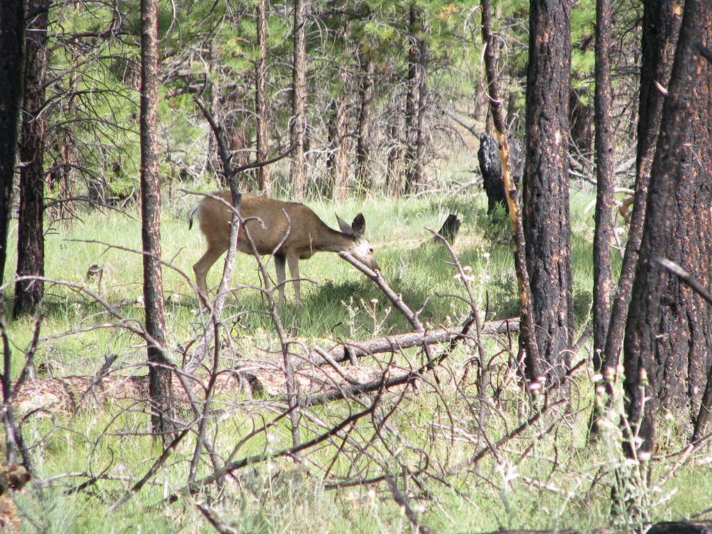[4338 Deer at Fairyland Canyon Bryce Canyon National Park UT[3].jpg]