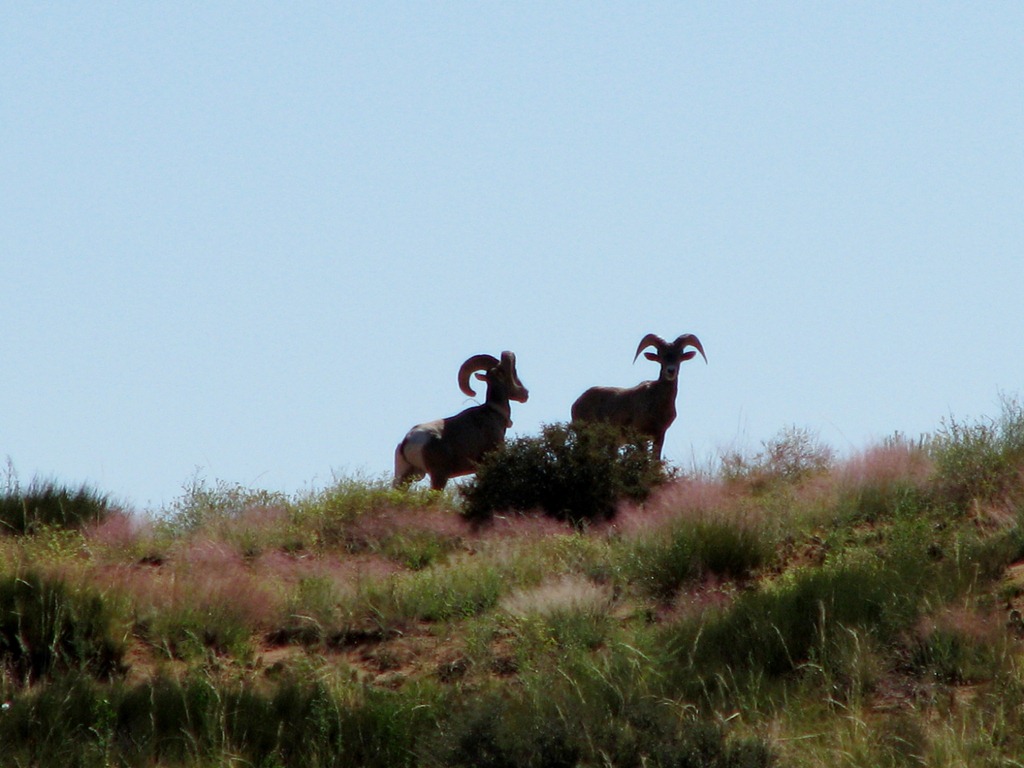 [5072 Big Horn Sheep Canyonlands National Park UT[3].jpg]