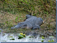 7402 Everglades National Park FL- Royal Palm Anhinga Trail - alligator