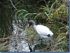 7454 Everglades National Park FL- Royal Palm Anhinga Trail - Wood Stork