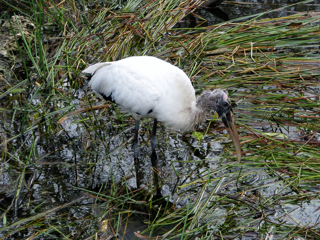 [7458 Everglades National Park FL- Royal Palm Anhinga Trail - Wood Stork[3].jpg]