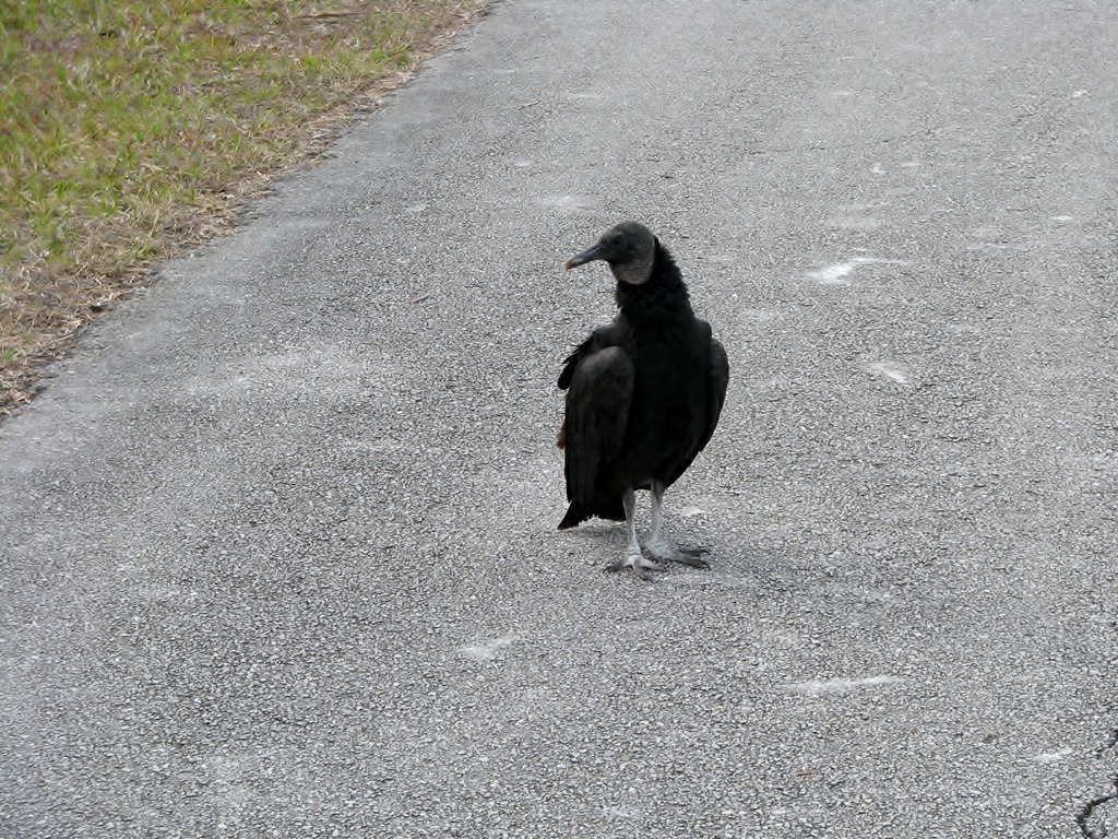 [7460 Everglades National Park FL- Royal Palm Anhinga Trail - Black Vulture[3].jpg]