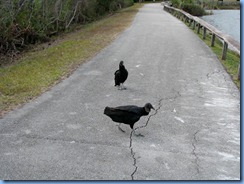 7461 Everglades National Park FL- Royal Palm Anhinga Trail - Black Vultures