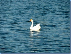 6985 Cutler Bay  FL walk Domestic Goose
