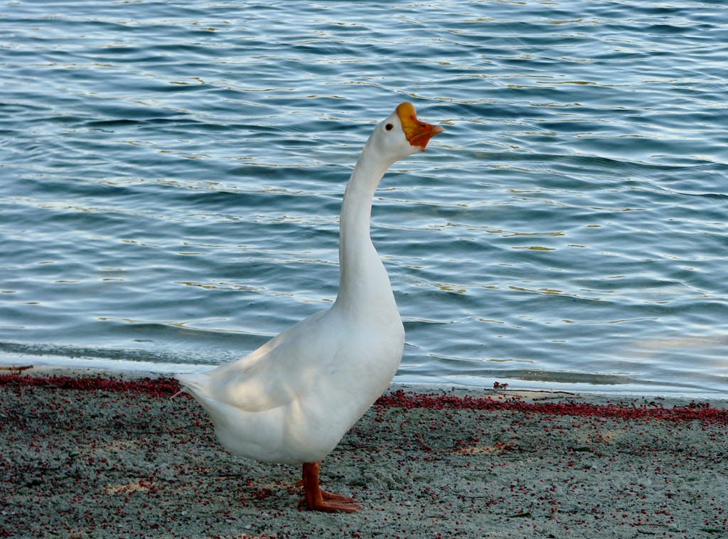 [6995 Cutler Bay  FL walk Domestic Goose[3].jpg]