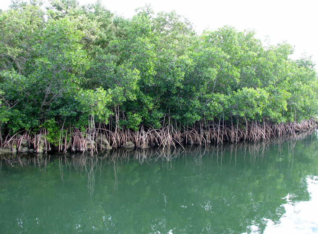 [7042 Biscayne National Park FL Glass Bottom Boat - red mangrove trees[3].jpg]