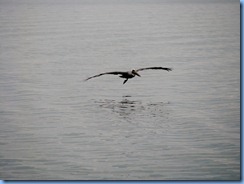 7087 Biscayne National Park FL Glass Bottom Boat - Brown Pelican