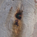 Musk Lorikeet