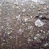 Shield Lichen