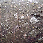 Shield Lichen
