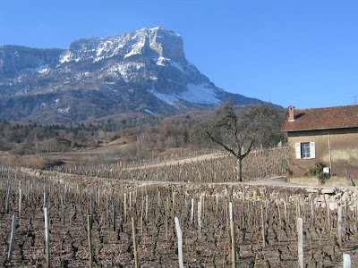 Apremont vineyards in winter with Mont Granier