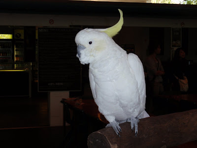 Cockatoo, Cairns Tropical Zoo