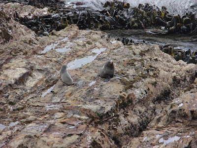 Pregnant seal waiting to give birth