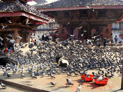 Pigeons, Kathmandu